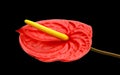 Beautiful Anthedesia anthurium. Royalty Free Stock Photo