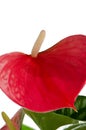 Beautiful Anthedesia anthurium Royalty Free Stock Photo
