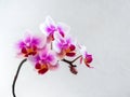 Beautiful Anthura Buenos Aires orchid flowers on white background, copy space. Tropical flower, branch of orchid close up. Lilac Royalty Free Stock Photo