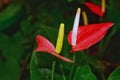 Beautiful anthuriums in bloom in the garden Royalty Free Stock Photo