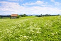 beautiful Apiaceae flower landscape