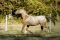 Appaloosa horse trotting in the meadow under the sun