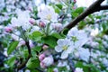 Beautiful apple blossom in spring.