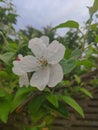 A beautiful apple blossom wet by the rain on a spring day Royalty Free Stock Photo