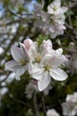 Three large apple blossoms.