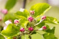 Beautiful Apple Blossum Royalty Free Stock Photo