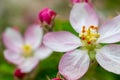 Beautiful apple flower closup blooming detail. Spring season Royalty Free Stock Photo