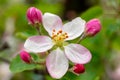 Beautiful apple flower closup blooming detail. Spring season