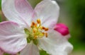 Beautiful apple flower closup blooming detail. Spring season Royalty Free Stock Photo