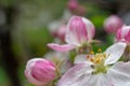 Beautiful apple flower closup blooming detail. Spring season Royalty Free Stock Photo