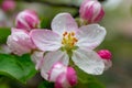 Beautiful apple flower closup blooming detail. Spring season Royalty Free Stock Photo