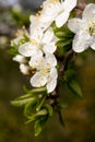 Beautiful apple flowers