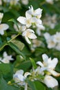 Beautiful apple flowers