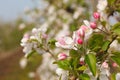 Beautiful Apple Flowers. Apple blossom  in the sunshine Royalty Free Stock Photo