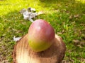 A beautiful apple mango Royalty Free Stock Photo