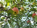 Beautiful apple orchad background. Amazing summer and autumn scenery with a lot of fresh fruits for healthy life. Royalty Free Stock Photo