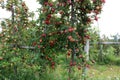 Beautiful apple orchard with fruit ready for picking