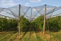 Beautiful apple orchard with protective nets against hail Royalty Free Stock Photo