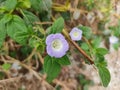 Beautiful apple-of-Peru or shoo-fly plant flower