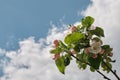 A beautiful apple tree blooming with white and pink flowers against a spring blue sky. Royalty Free Stock Photo