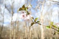 A beautiful apple tree blossom flower close set against trees and a blue sky Royalty Free Stock Photo