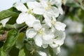 Beautiful apple tree blossom in nature.