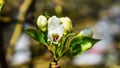 Beautiful apple tree blossom in spring. Blooms Apple tree Malus, growing in rural areas.  Apple blossoms. Royalty Free Stock Photo