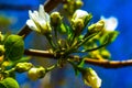 Beautiful apple tree blossom in spring. Blooms Apple tree Malus, growing in rural areas.  Apple blossoms. Royalty Free Stock Photo