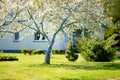 Beautiful apple tree blossoming on sunny spring day. Beauty in nature Royalty Free Stock Photo