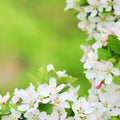 Beautiful apple tree blossoms in early spring