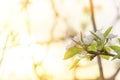 Beautiful apple tree branch with beautiful burning sun Royalty Free Stock Photo