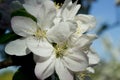 Beautiful apple tree branch with white blooming flowers close up, floral postcard, spring sunny day image, european