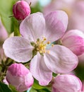 Beautiful Apple Tree Flower Blossom Royalty Free Stock Photo