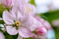 Beautiful Apple Tree Flower Blossom Royalty Free Stock Photo