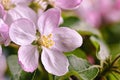 Beautiful Apple Tree Flower Blossom