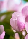 Beautiful Apple Tree Flower Bud