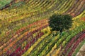 Beautiful apple tree in the vineyards at dawn in autumn.South Moravian.Czech Republic.