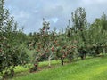 Beautiful apple trees filled with fruit at Jeter Mountain Farm in Hendersonville, NC Royalty Free Stock Photo