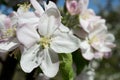 Beautiful apple white blossom flowers close up, floral postcard, spring sunny day image, european garden in the morning