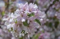 Beautiful appletree in bloom with pink flowers