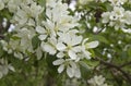 Beautiful appletree in bloom with white flowers