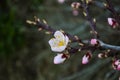 Beautiful apricot blossom close up in garden. Branch of blooming fruit tree flowers in spring on blurred background Royalty Free Stock Photo