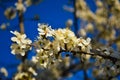 Beautiful apricot blossom close up in garden. Branch of blooming fruit tree flowers in spring on blurred background Royalty Free Stock Photo