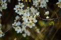 Beautiful apricot blossom close up in garden. Branch of blooming fruit tree flowers in spring on blurred background. Spring blosso Royalty Free Stock Photo
