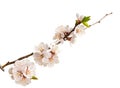 Beautiful apricot blossom flower with branch