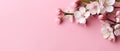 Beautiful apricot branch with pink, white floral blossom on light background. Banner with copy space and flowers in Royalty Free Stock Photo