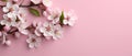 Beautiful apricot branch with tender white floral blossom on light pink background. Banner with copy space and flowers Royalty Free Stock Photo