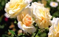 Beautiful apricot coloured roses