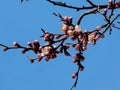 Apricot blossoms in full bloom in spring