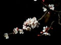 Apricot blossoms in full bloom in spring